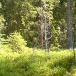 Coast 2 Coast Sweden – Infos & Erwartungen Coast 2 Coast Sweden – Infos & Erwartungen