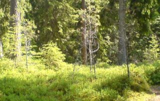 Trail in Süd-Schweden