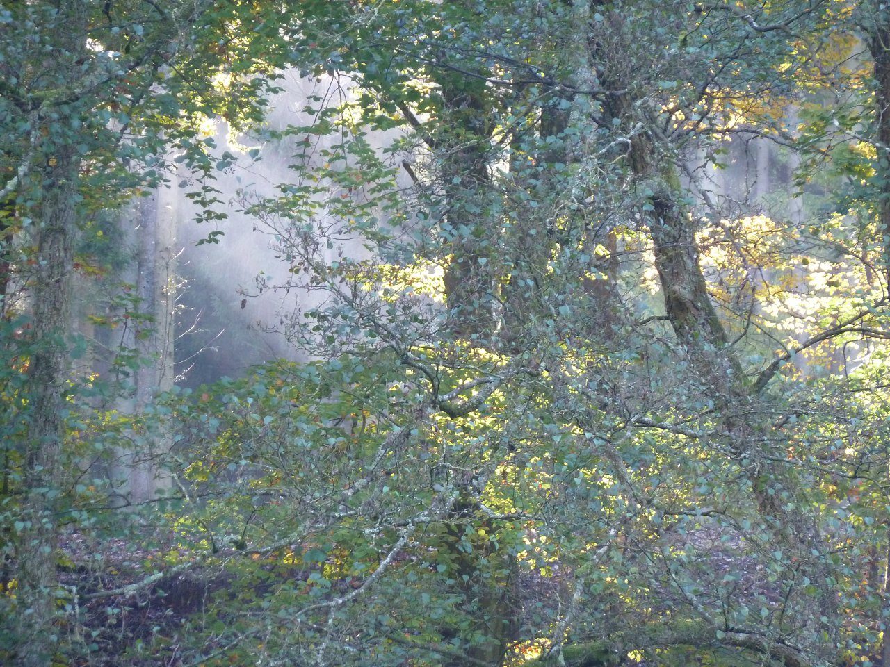 Sonnenstrahlen