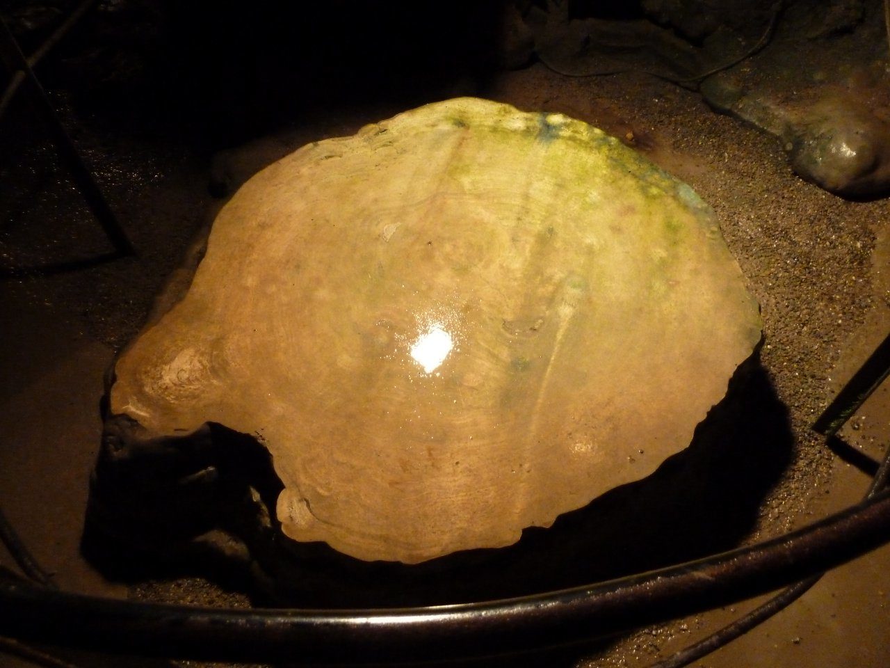 Querschnitt eines Stalagmiten