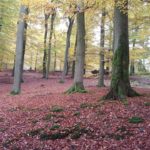 Herbstlicher Wald