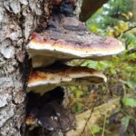 Pilze