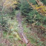 Trail