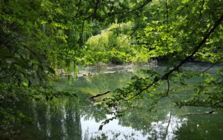 Weiher