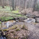 Ein wilder Bachlauf